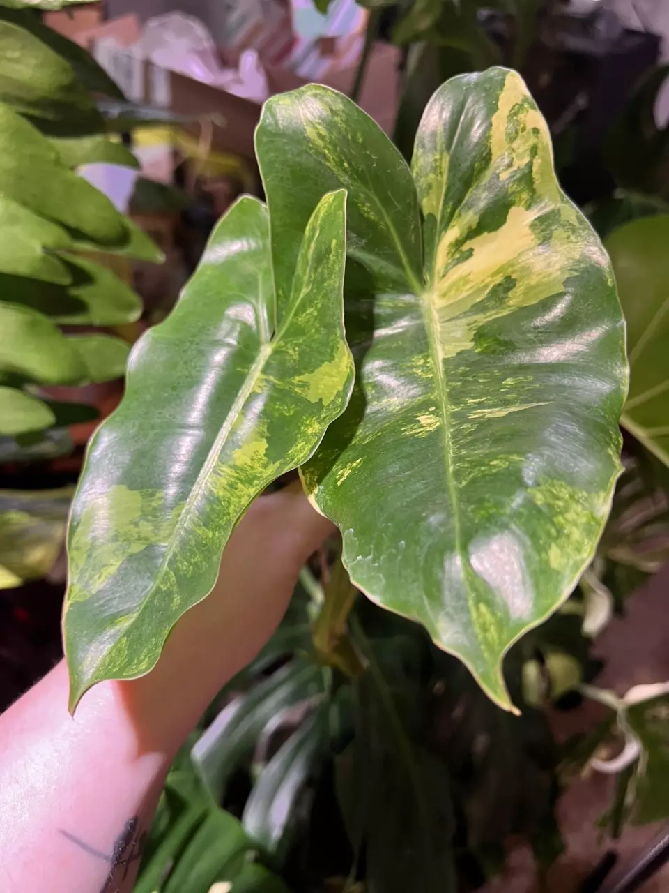 plant/Variegated Philodendron Burle Marx-0