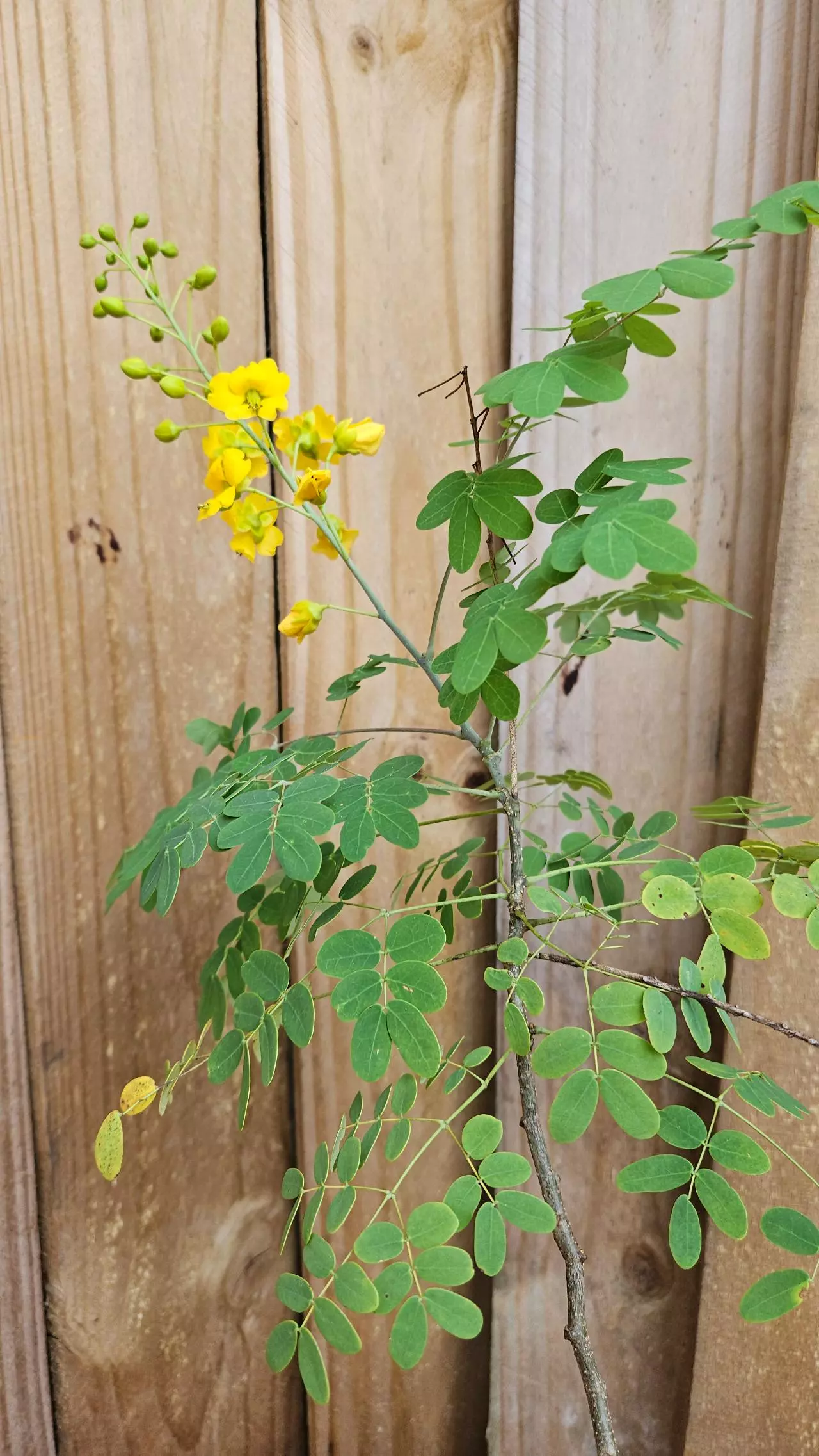plant/Bahama cassia Senna Mexicana Chapmanii LIVE PLANT-0