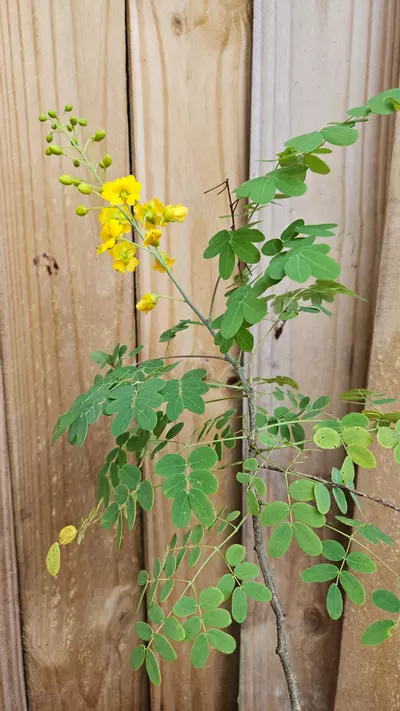 plant/Bahama cassia Senna Mexicana Chapmanii LIVE PLANT-0-thumbnail