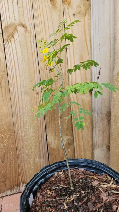 plant/Bahama cassia Senna Mexicana Chapmanii LIVE PLANT-2-thumbnail