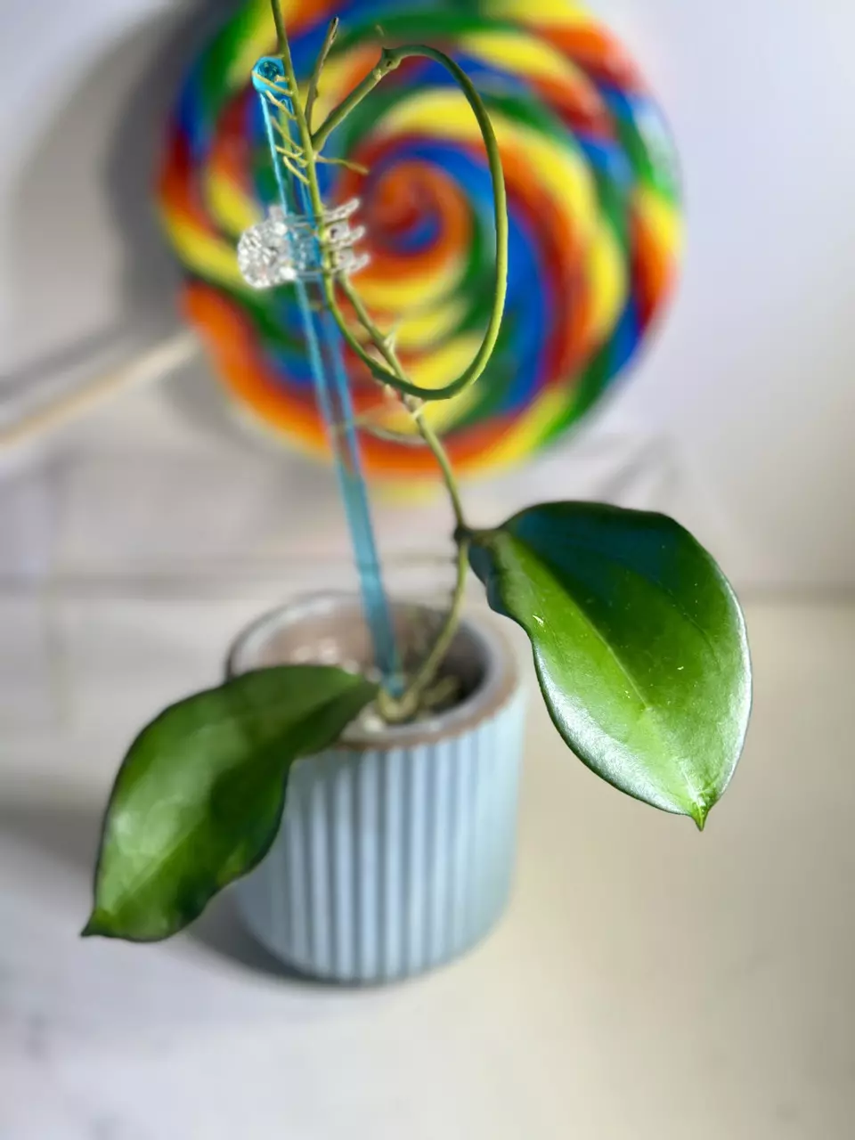plant/Hoya Maliksi (UPT001)-1