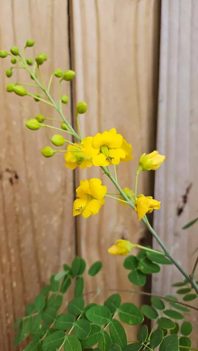 plant/Bahama cassia Senna Mexicana Chapmanii LIVE PLANT-1-thumbnail