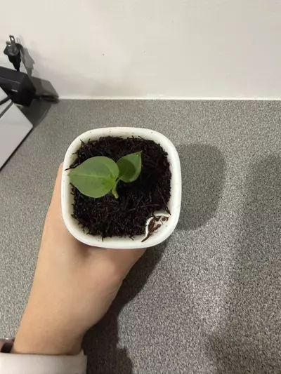 plant/Anthurium PapX × (Brielle × Red Crystal)-1-thumbnail