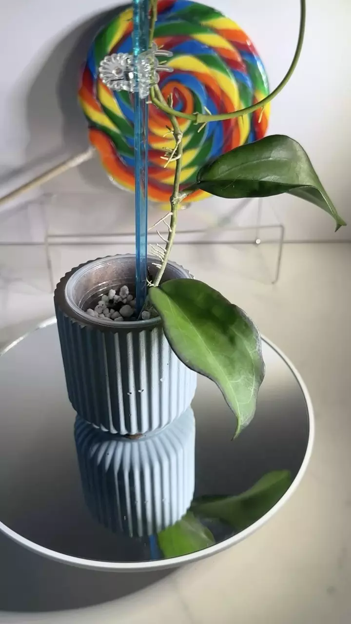 plant/Hoya Maliksi (UPT001)-0