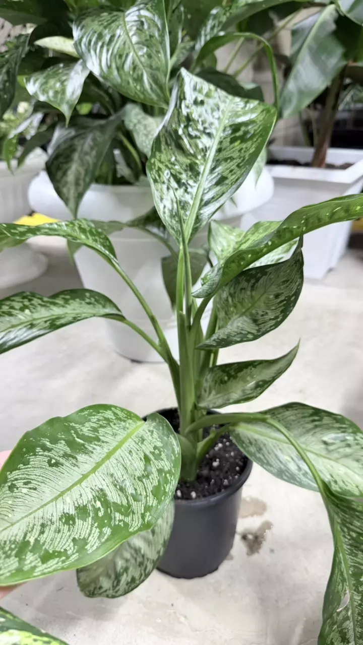 plant/Aglaonema Crystal Bay (2 plants)-1