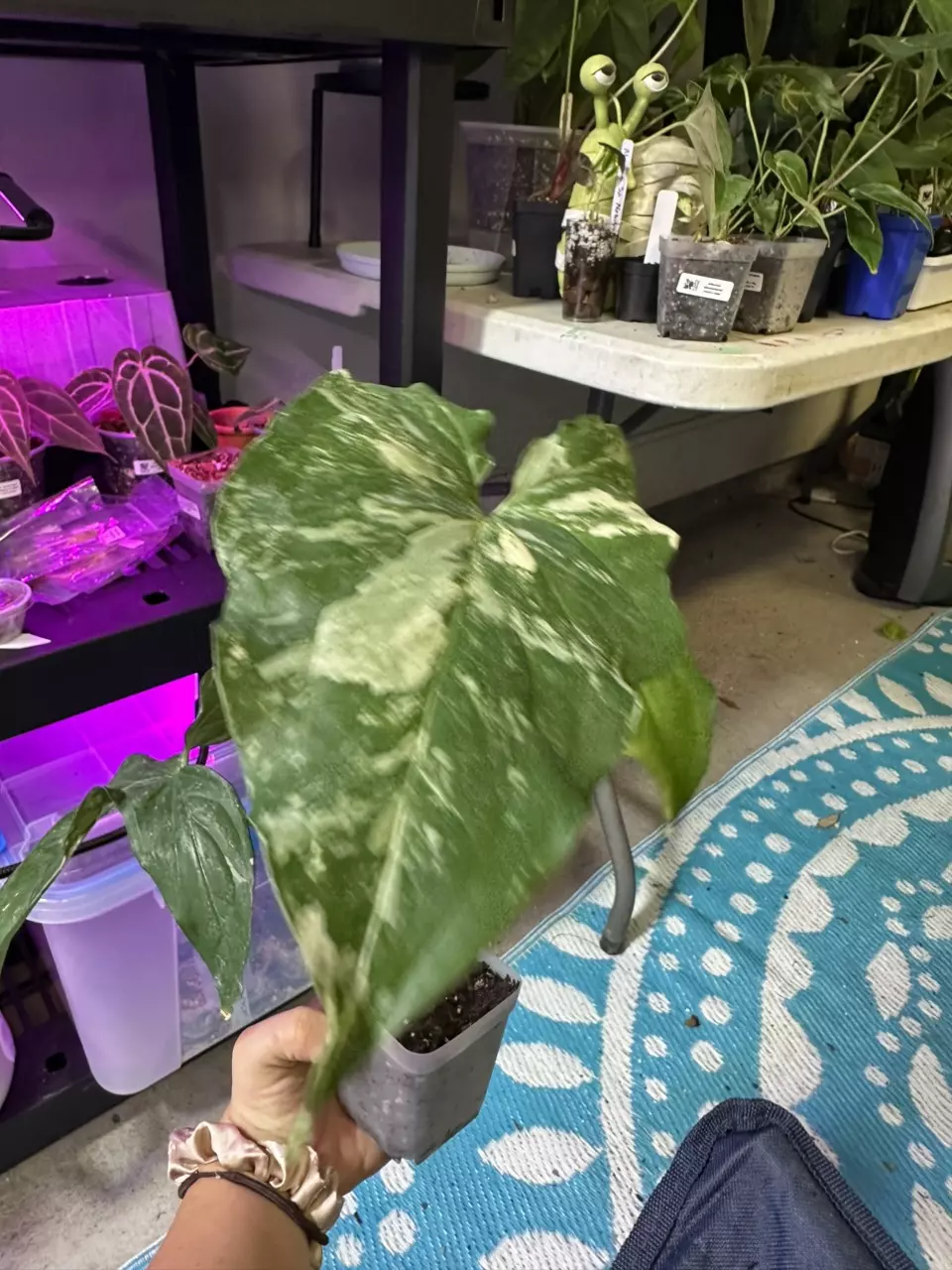 plant/Syngonium albo-0