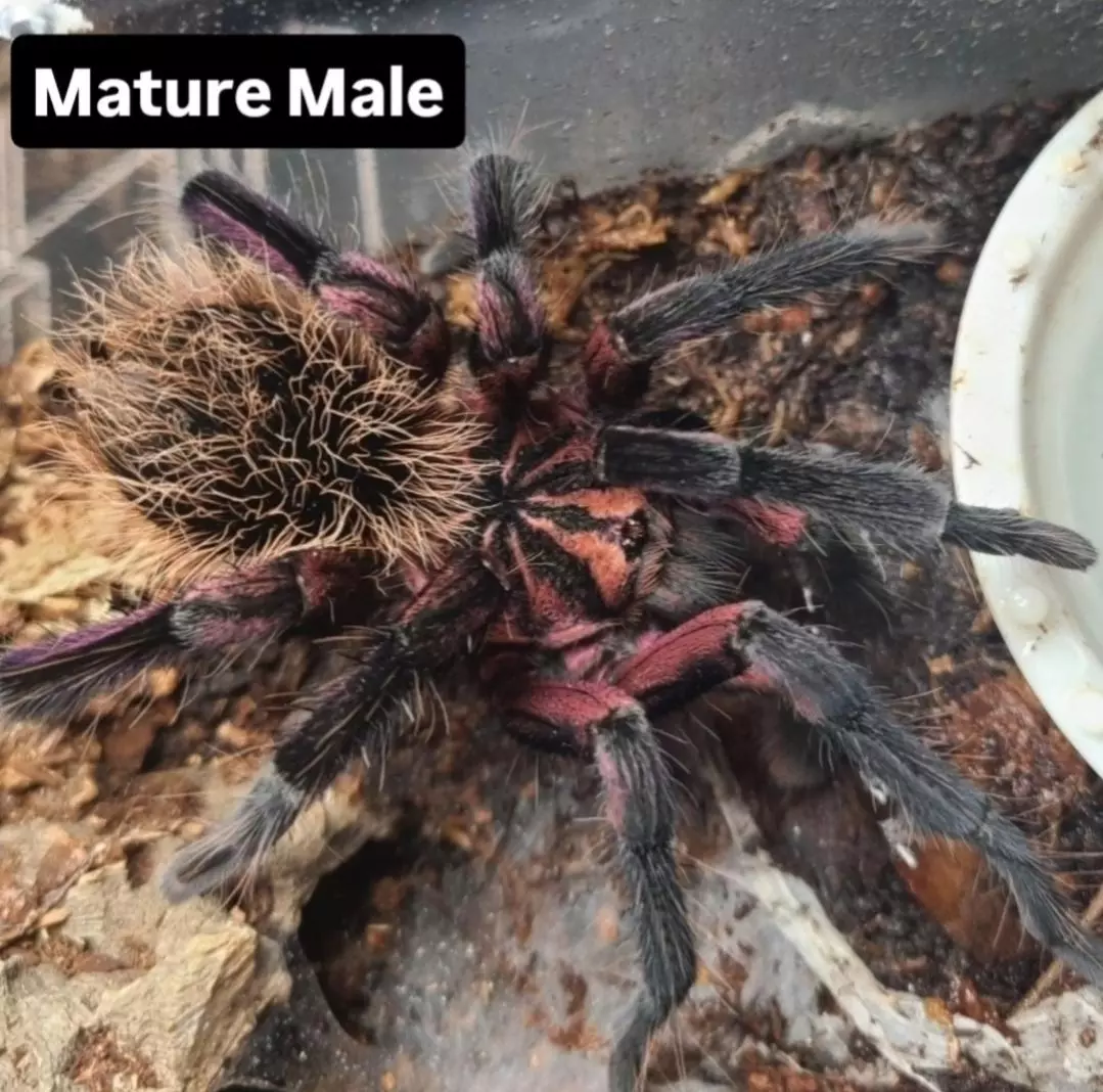 plant/Xenesthis immanis - Colombian Lesserblack Tarantula sling, 1.5-2"-1