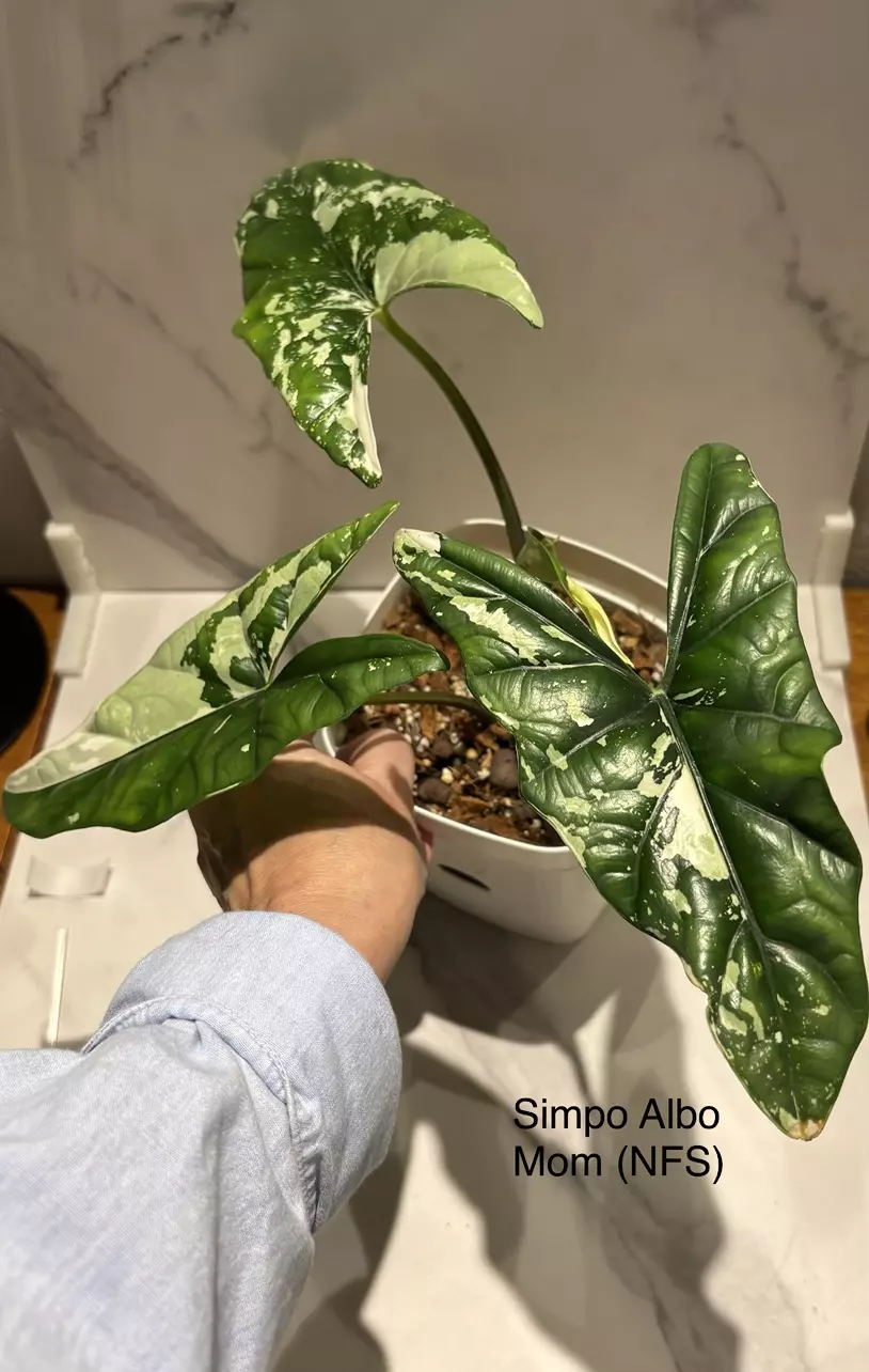 plant/SPROUTED CORMS - Alocasia Simpo Albo-1