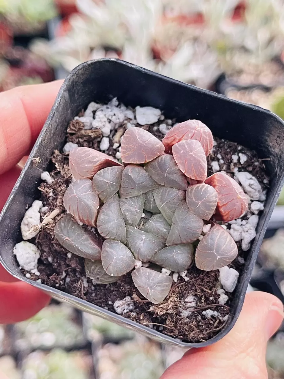 plant/Haworthia Cooperi pink 2”-0