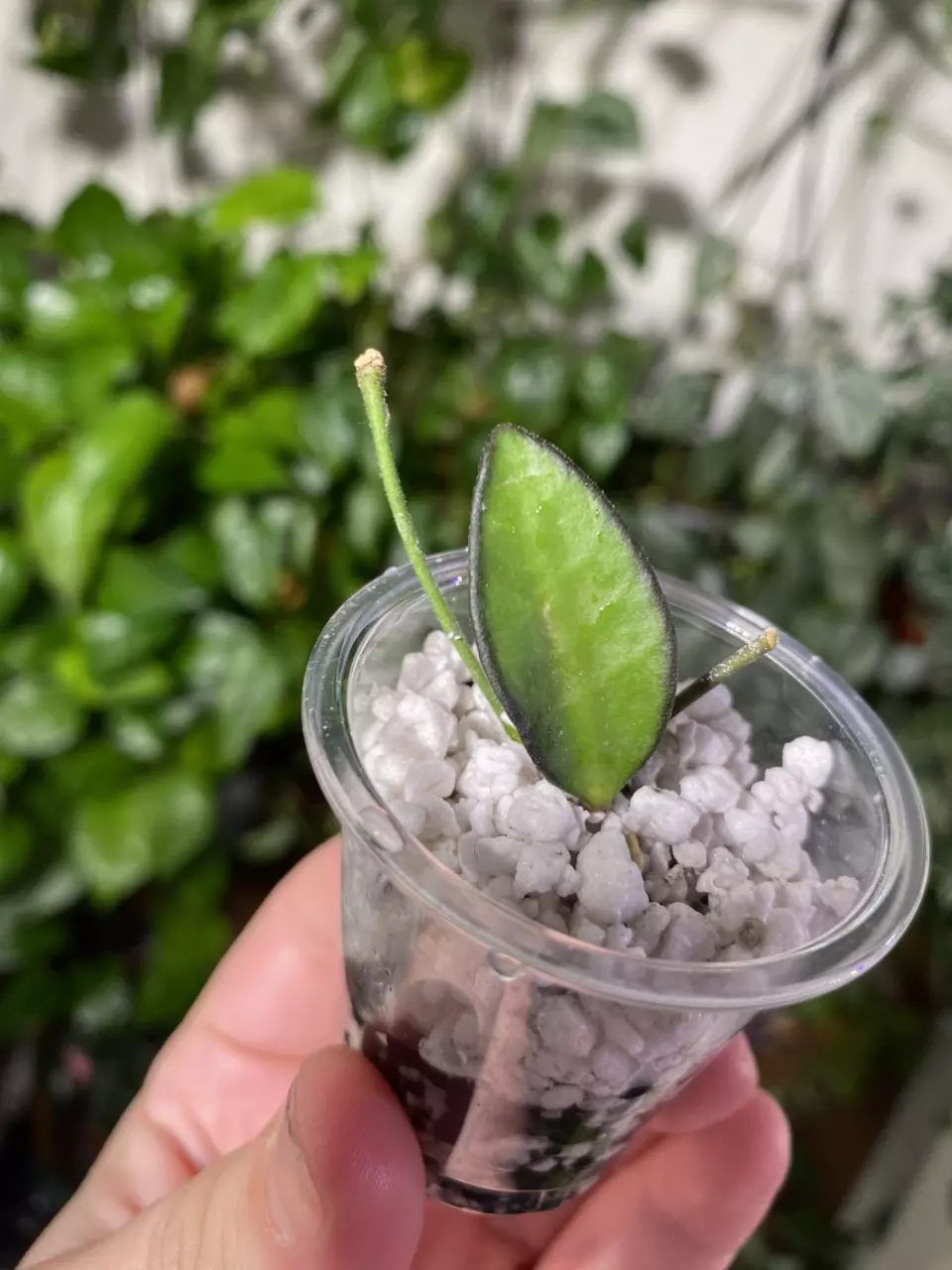plant/Hoya Rosita with peduncle-0