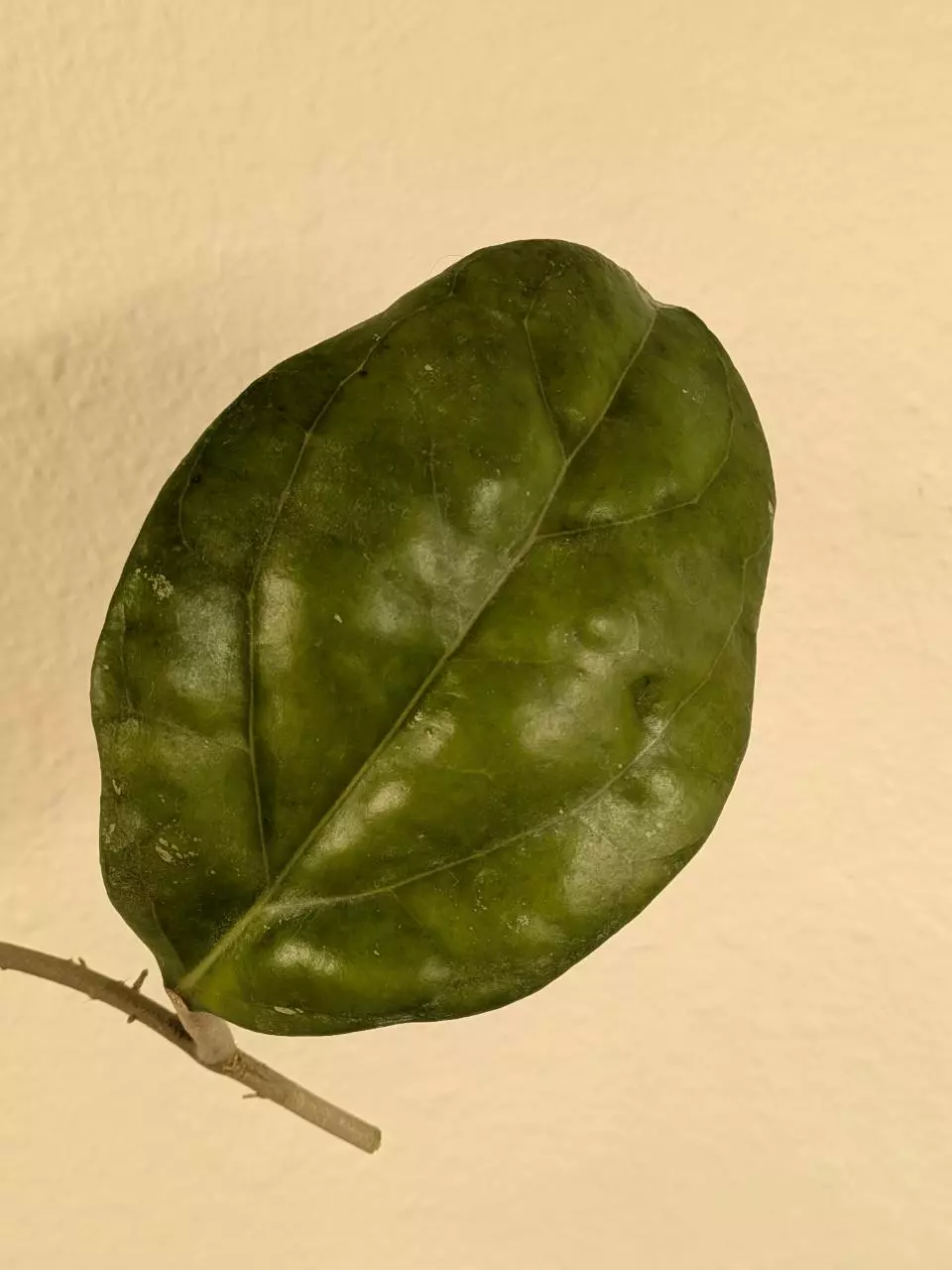 plant/Hoya AH052 2 nodes w growth point-1