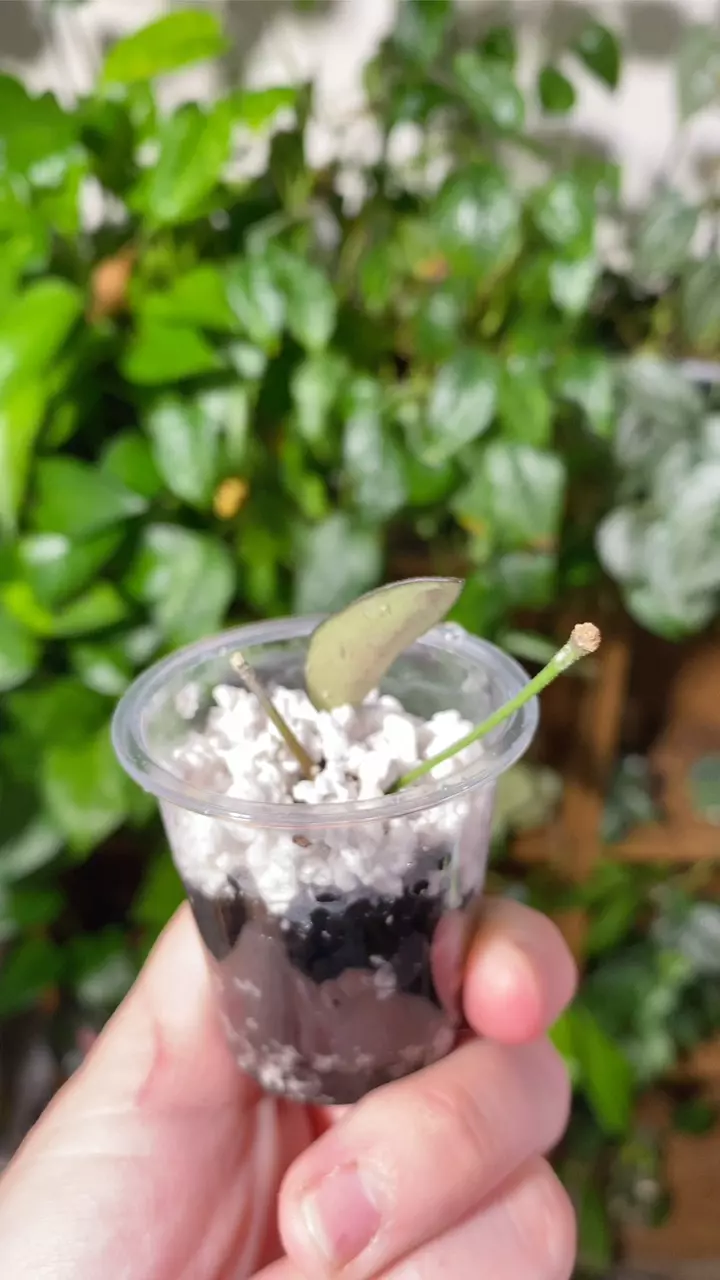 plant/Hoya Rosita with peduncle-3