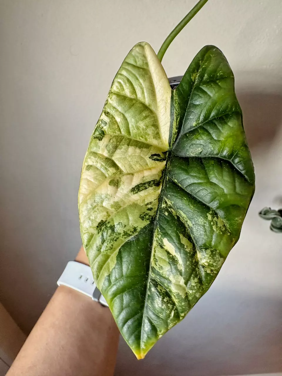 plant/Alocasia Sinuata Aurea Corm B-0