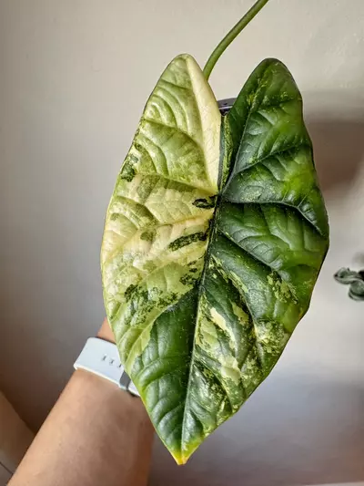 plant/Alocasia Sinuata Aurea Corm B-0-thumbnail