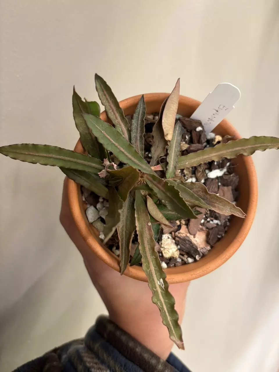 plant/euphorbia francoisii-1