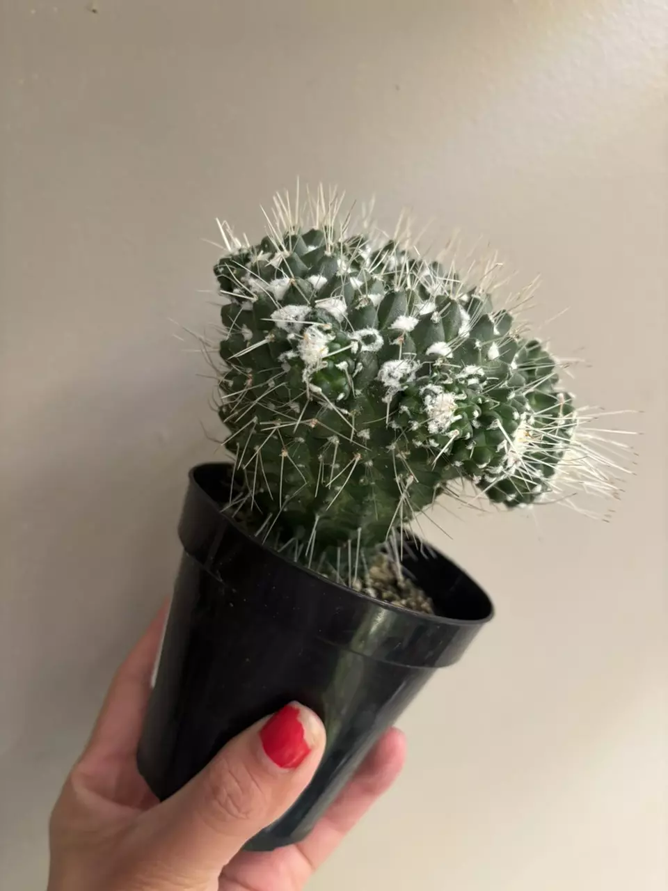 plant/Mammillaria spinosissima "un pico" cactus-3