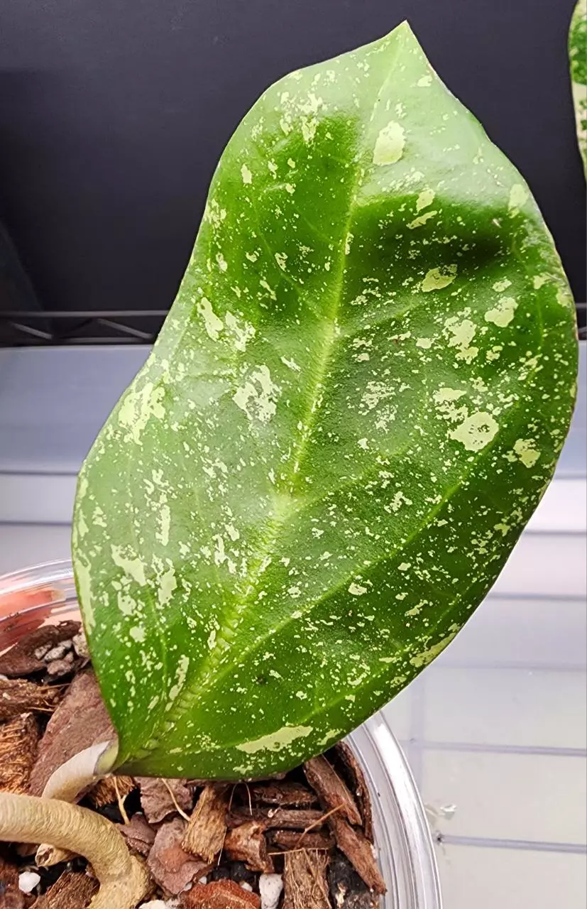 plant/Hoya Michele Splash-1