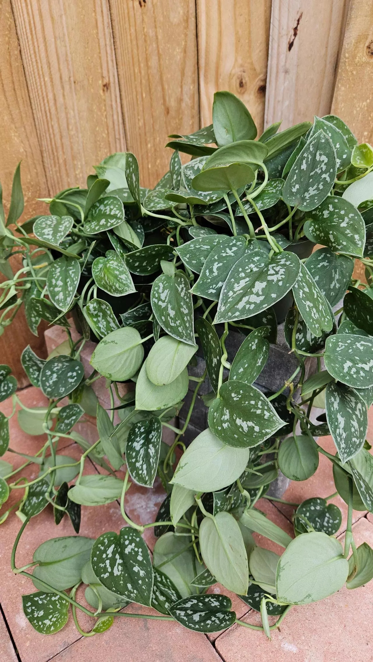 plant/Scindapsus pictus Silver Satin Pothos Philodendron LIVE PLANT-0