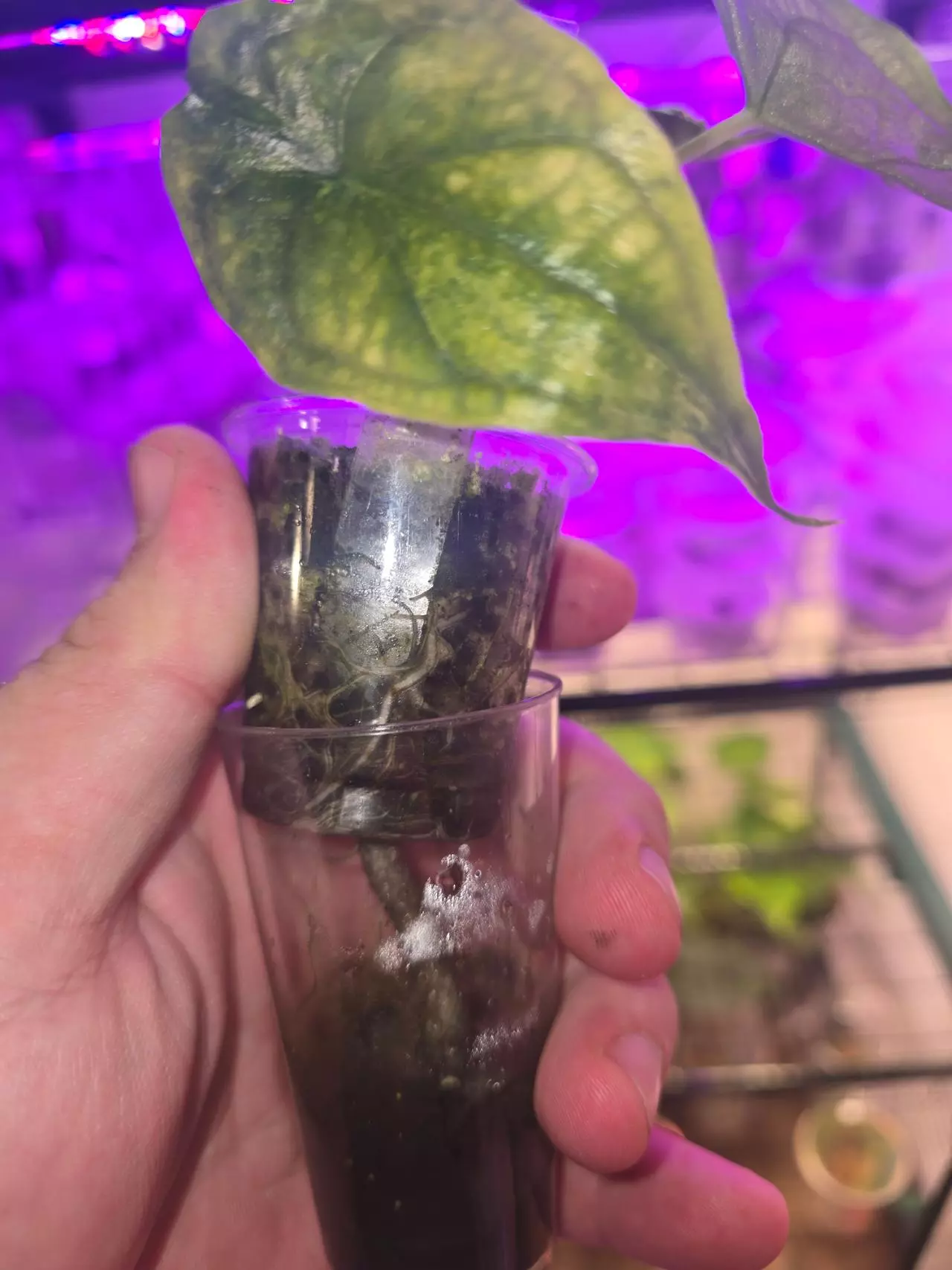 plant/Aurea Dragon Breath-4