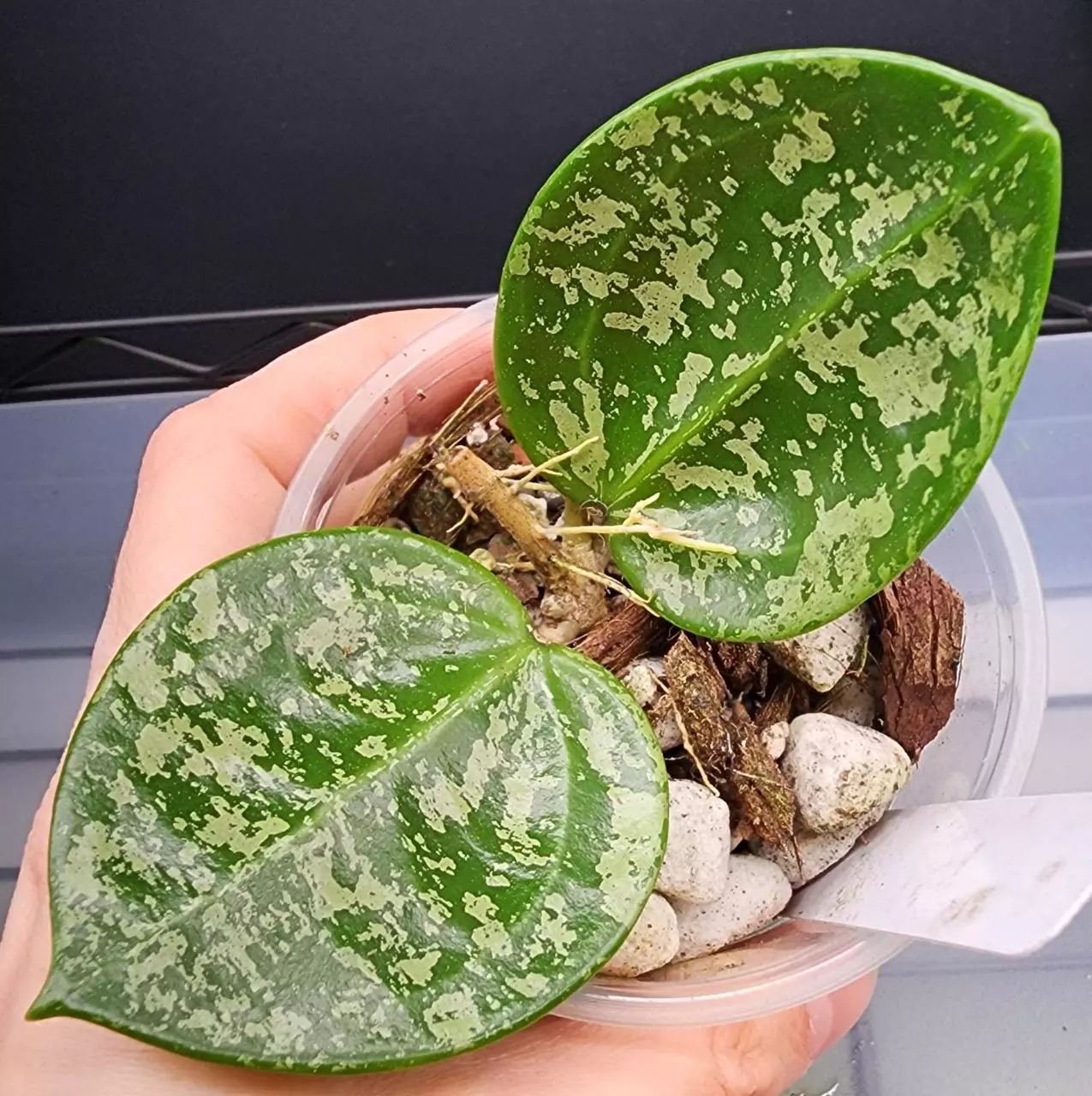 plant/🦄Hoya Cv. Aida-0