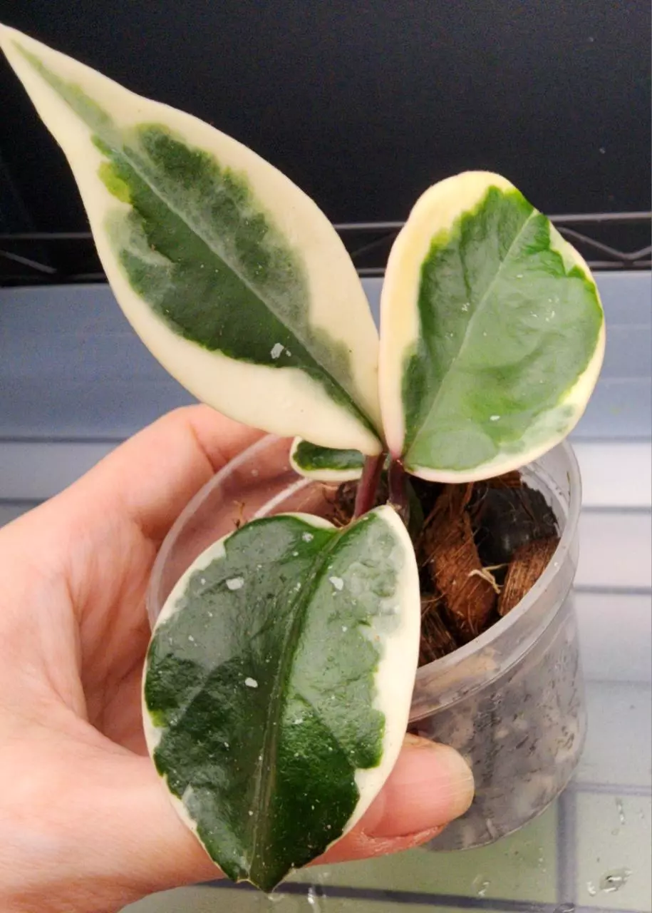 plant/Hoya Carnosa 'Snowball'-0