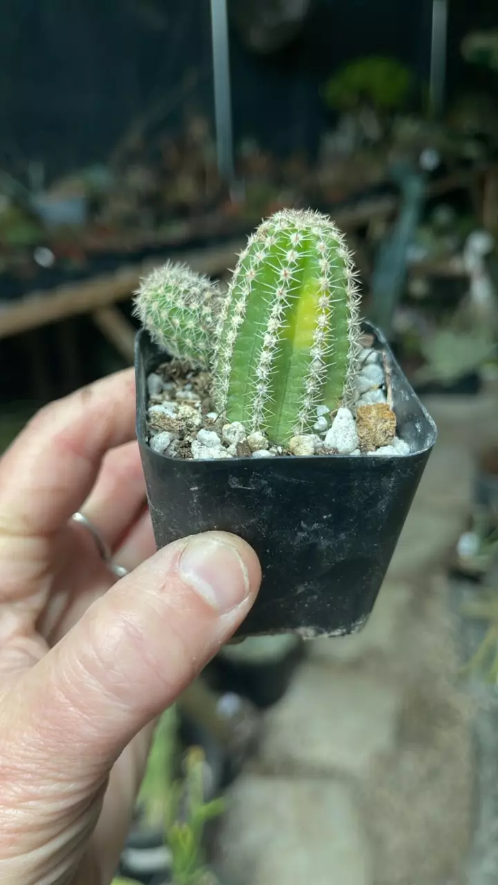 plant/Peanut Cactus, Variegated-0