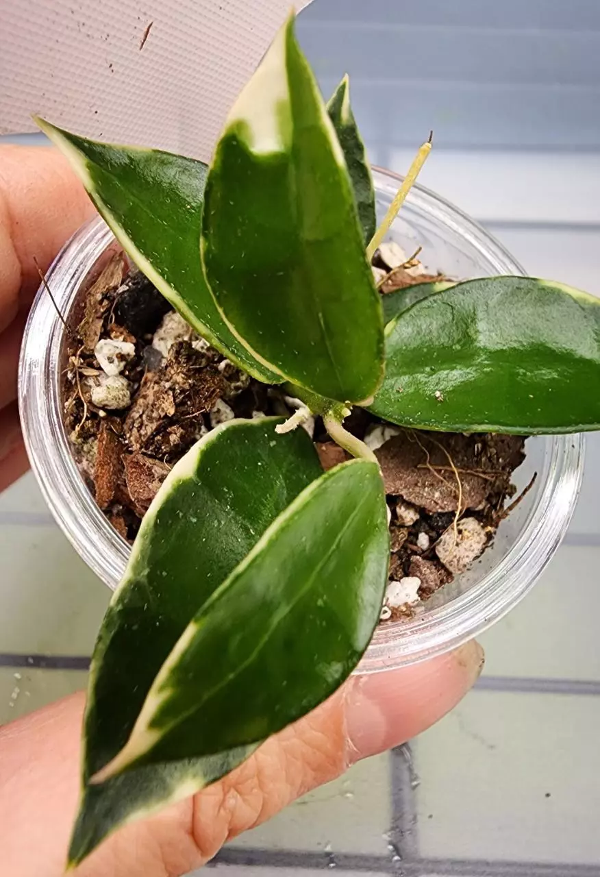 plant/Hoya Lacunosa Asami Clone 2-1