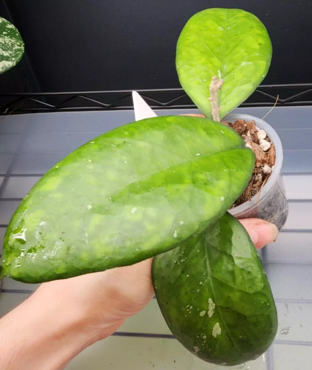 plant/Hoya Noelle-Free Shipping-0