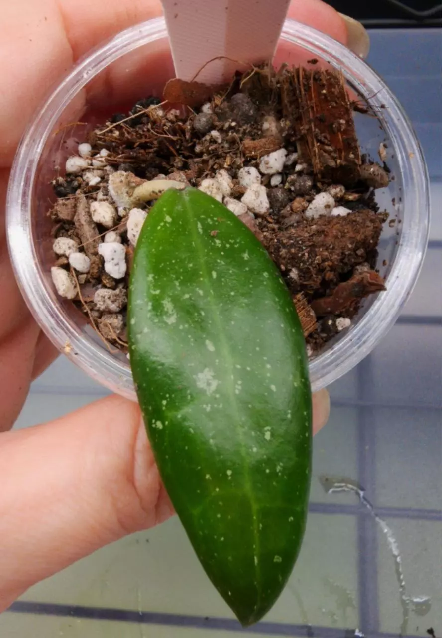 plant/Hoya AH Veda-0