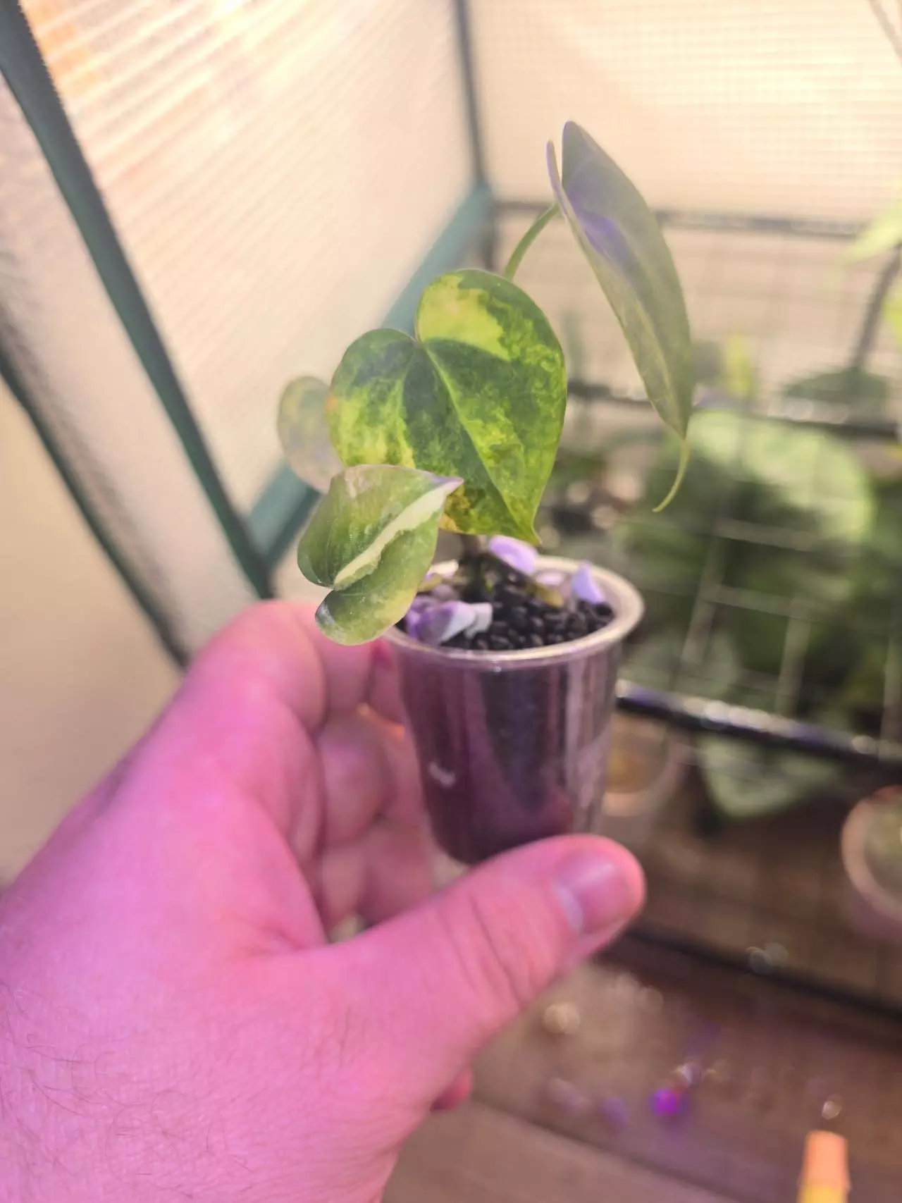 plant/Variegated Clarinervum Anthurium-1