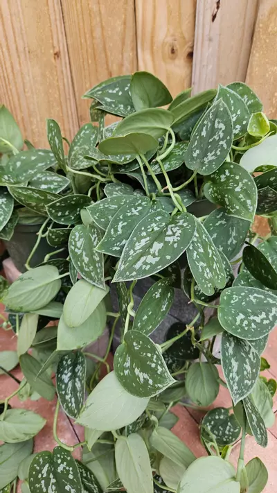plant/Scindapsus pictus Silver Satin Pothos Philodendron LIVE PLANT-2-thumbnail