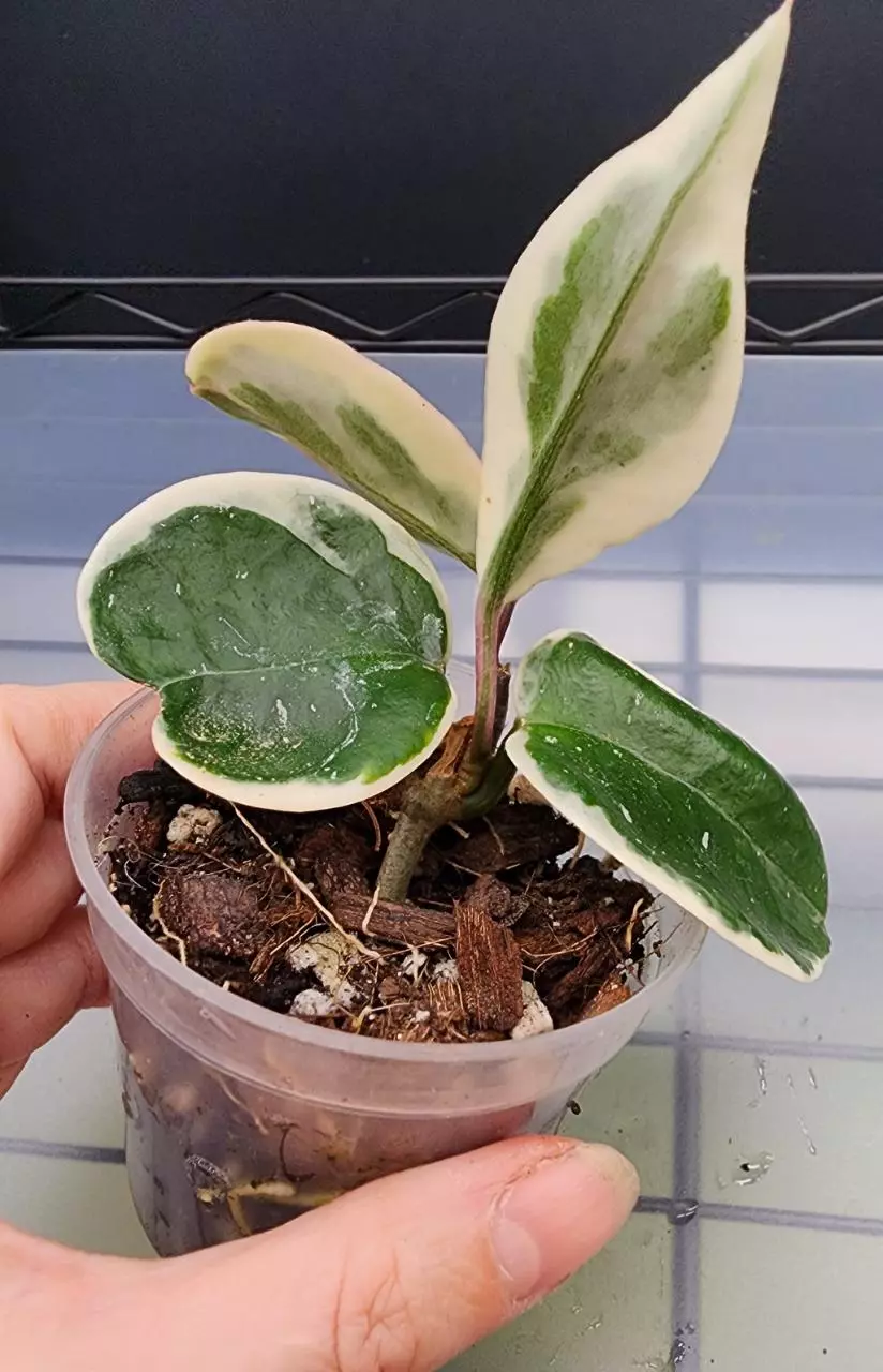 plant/Hoya Carnosa 'Snowball'-1