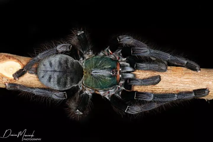 plant/$275 Retail Omothymus sp. 'Valhalla' (Emerald Shadow Tree Spider) 1-1.5"-0