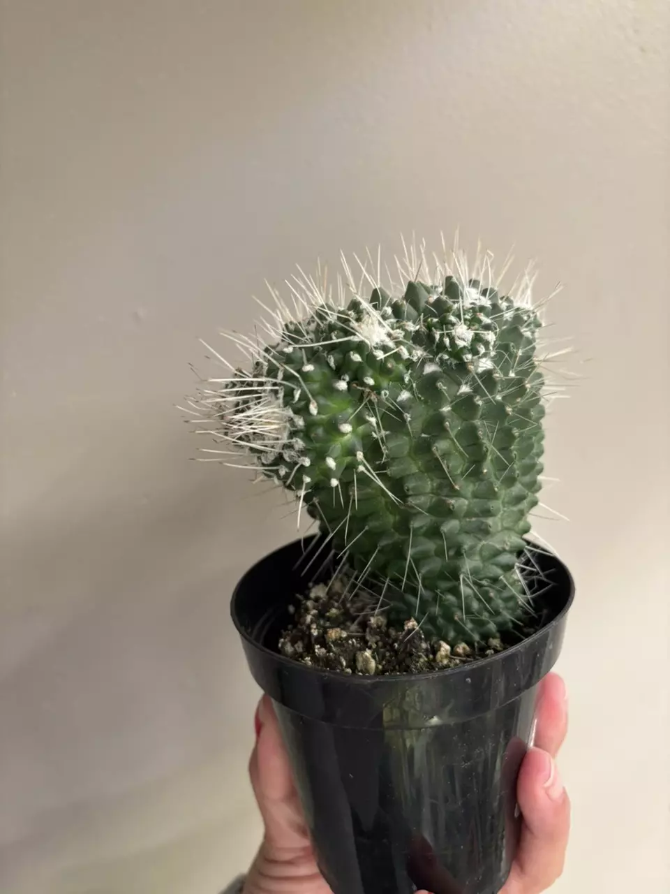 plant/Mammillaria spinosissima "un pico" cactus-1