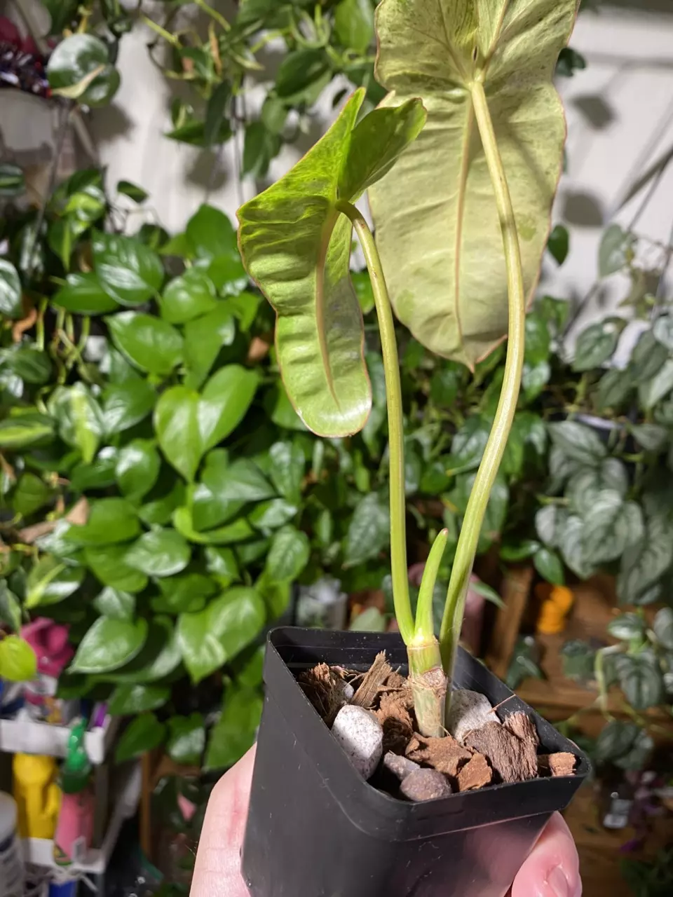 plant/Paraiso Verde Philodendron-1