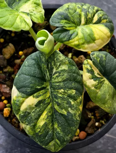 plant/Melo aurea/ tricolor Variegated tc-0-thumbnail