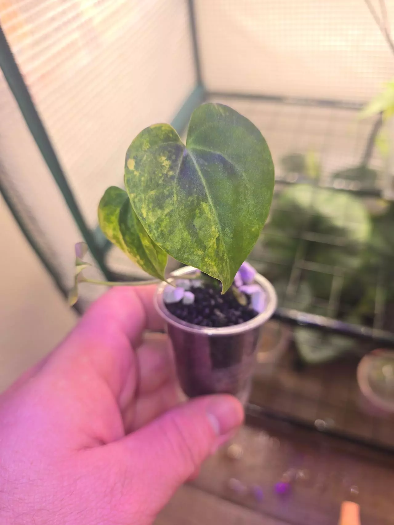 plant/Variegated Clarinervum Anthurium-0