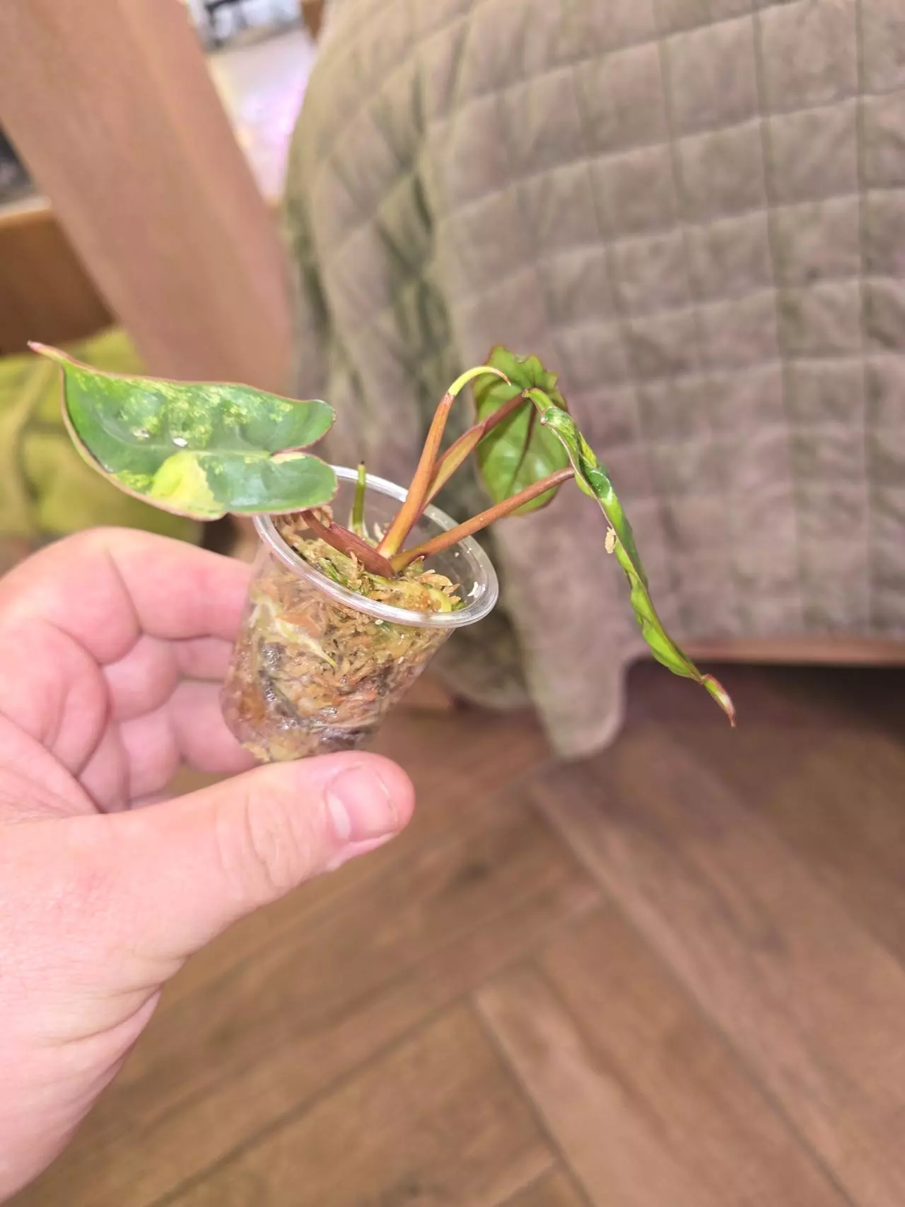 plant/Variegated Billie Philodendron-1