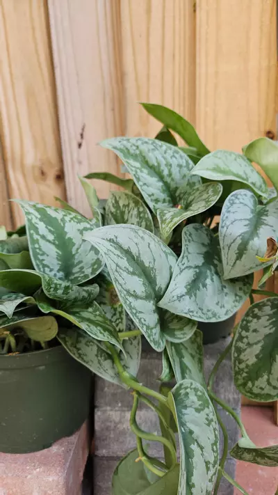 plant/Scindapsus pictus Silver Cloud Pothos Philodendron LIVE PLANT-2-thumbnail