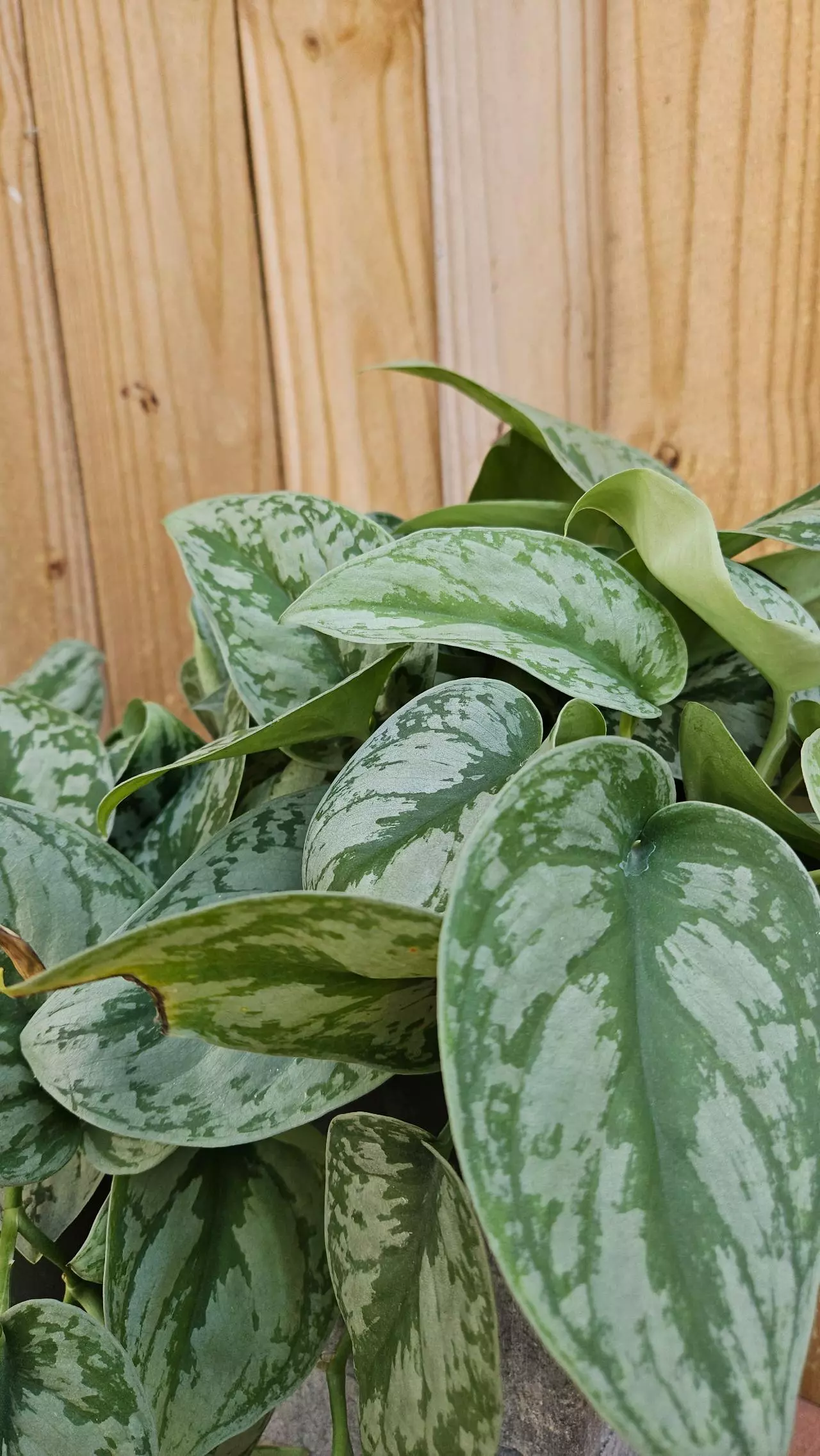 plant/Scindapsus pictus Silver Cloud Pothos Philodendron LIVE PLANT-1