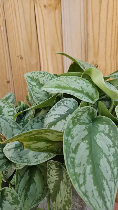 plant/Scindapsus pictus Silver Cloud Pothos Philodendron LIVE PLANT-1-thumbnail