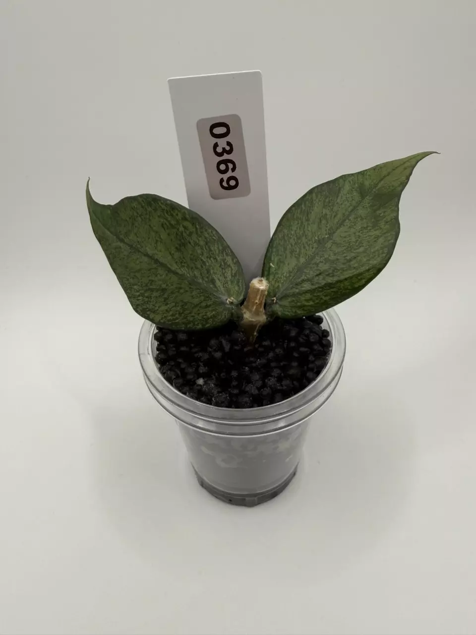 plant/0369 Hoya Polyneura Silver Splash-0