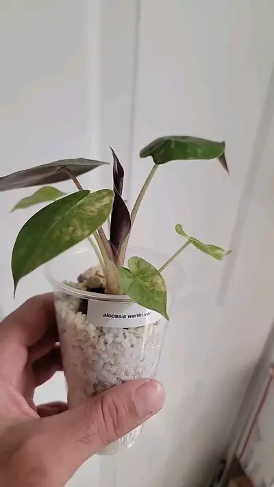 plant/Alocasia wentii var.-1-thumbnail