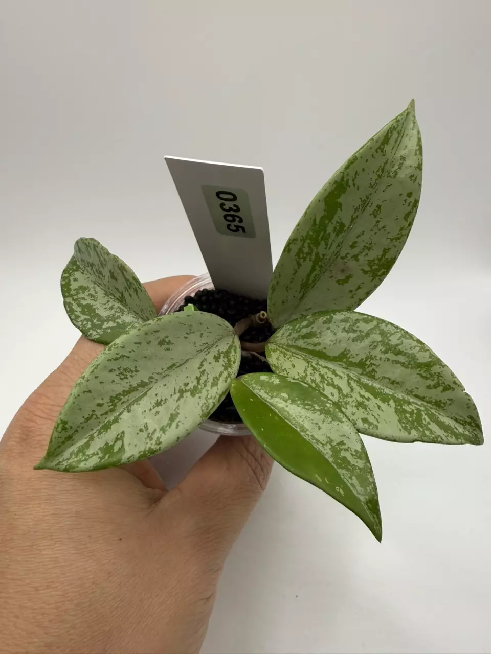 plant/0365 Hoya Wilbur Graves China 🇨🇳-0