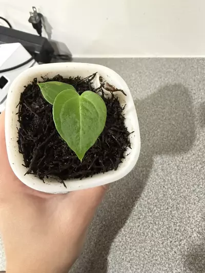 plant/Anthurium PapX × (Brielle × Red Crystal)-4-thumbnail