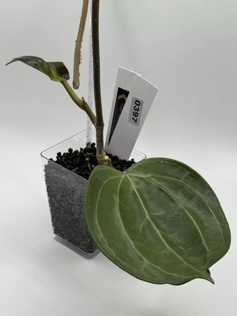 plant/0396 Hoya Sarawak-0