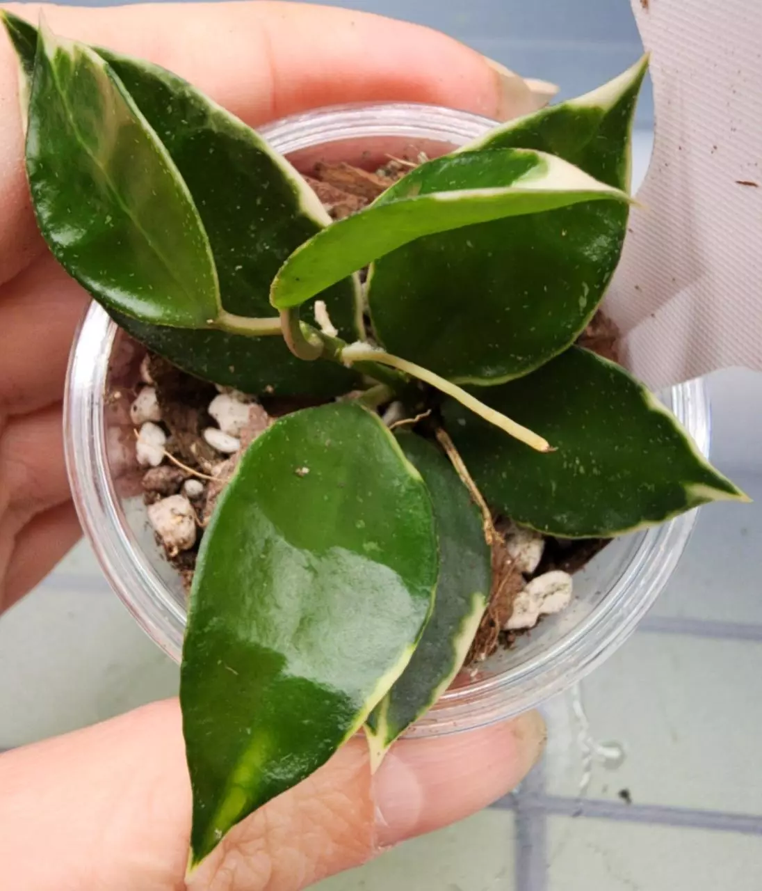 plant/Hoya Lacunosa Asami Clone 2-0