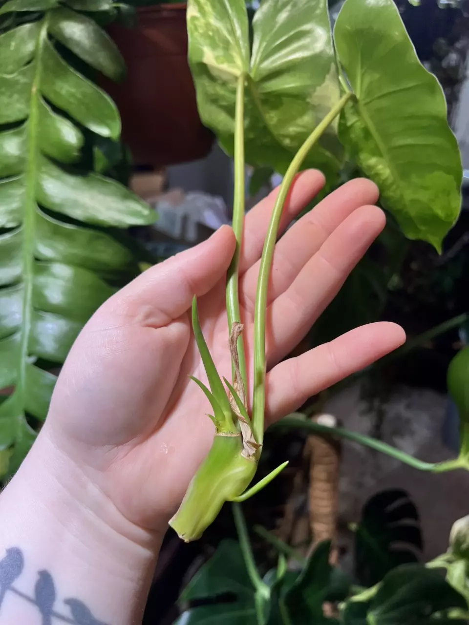 plant/Variegated Philodendron Burle Marx-1