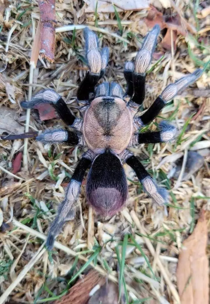 plant/$250 Retail Hapalotremus sp. 'Incapirqa' (Peruvian Highland Gold Tarantula) 1"-0