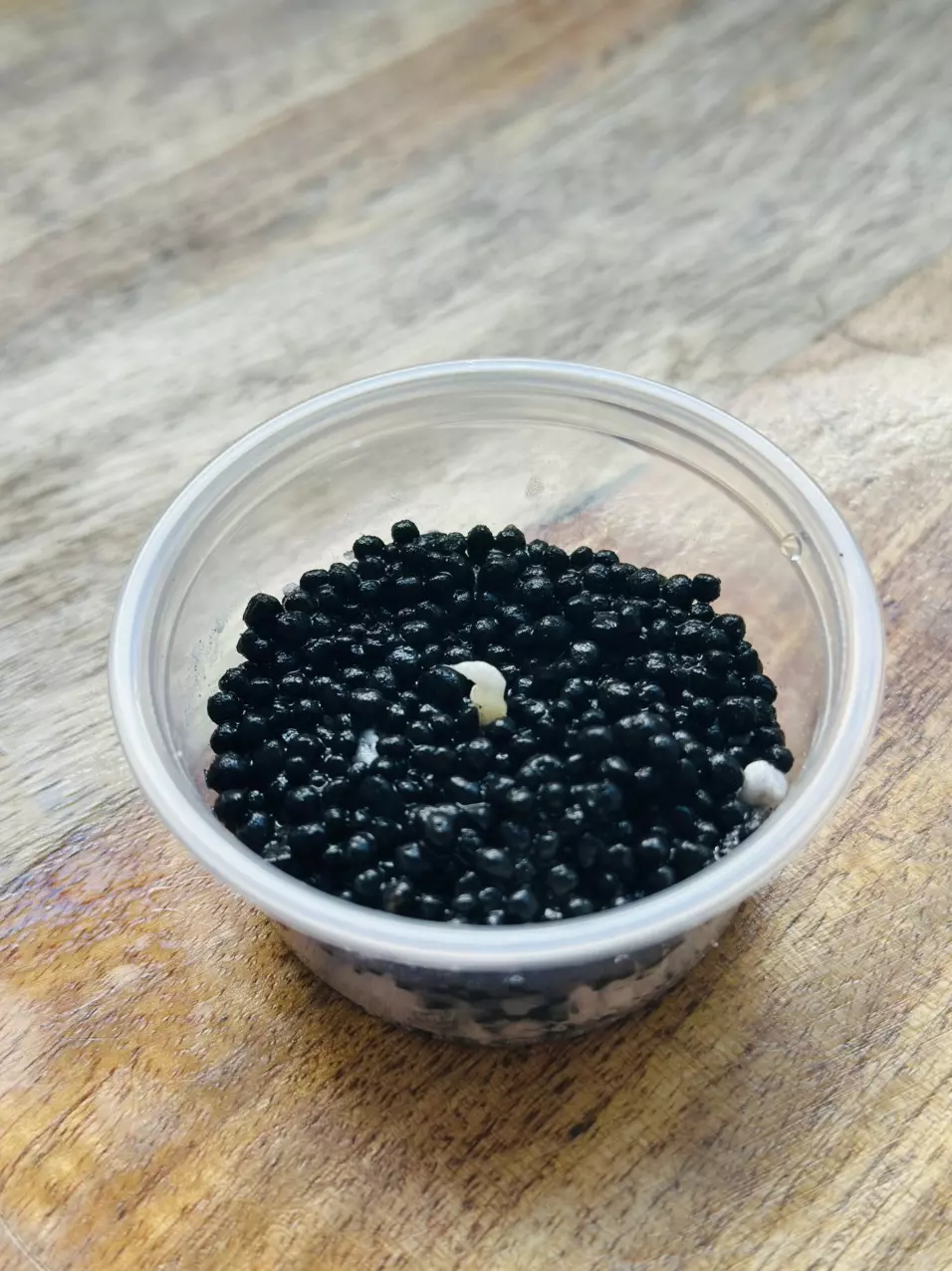 plant/Black Velvet Ninja Albo/Pink Rooted Corm-0